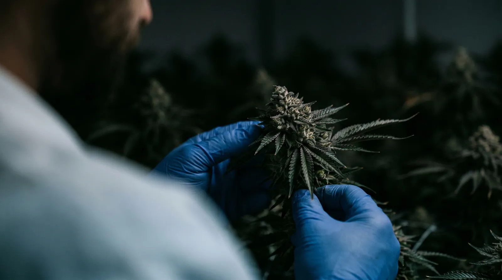 AZARIUS · BCP in Cannabissorten