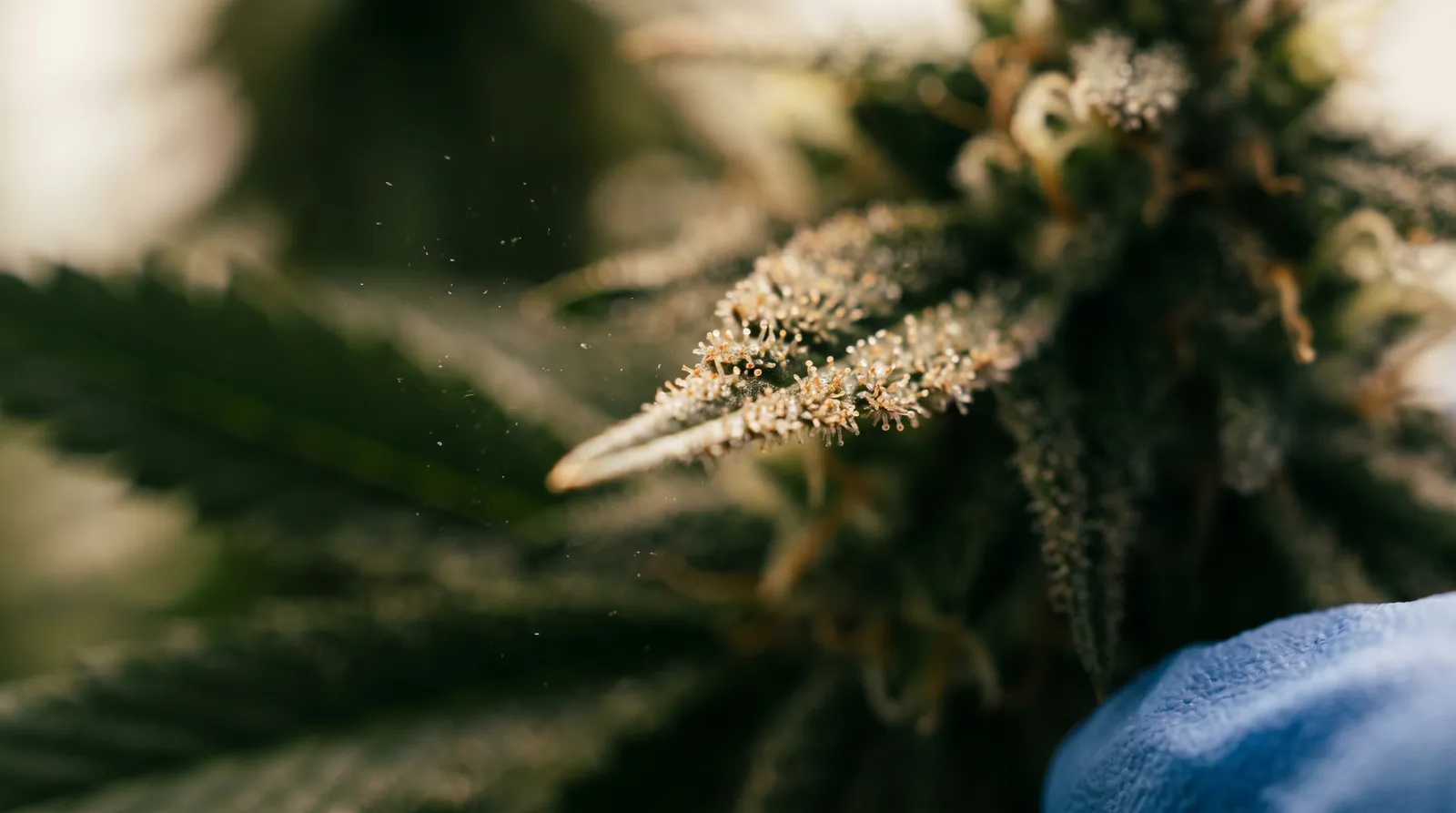 AZARIUS · How does the plant make CBGA in the first place?