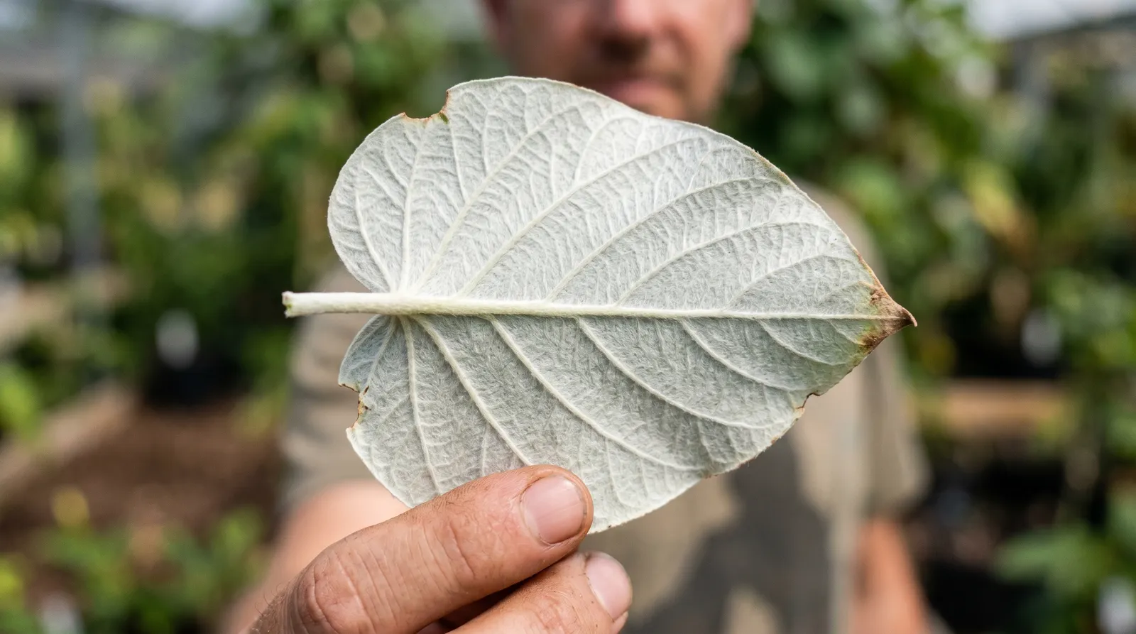 AZARIUS · What Are the Key Botanical Identifiers?