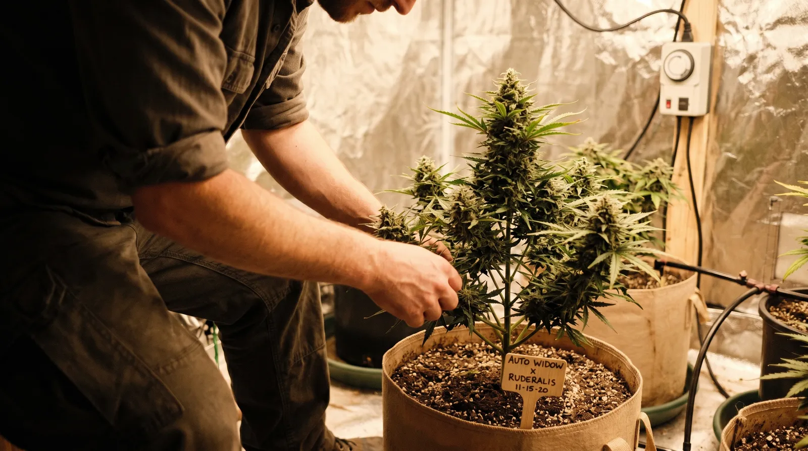 AZARIUS · Autoflower-hybrider: ett annat djur