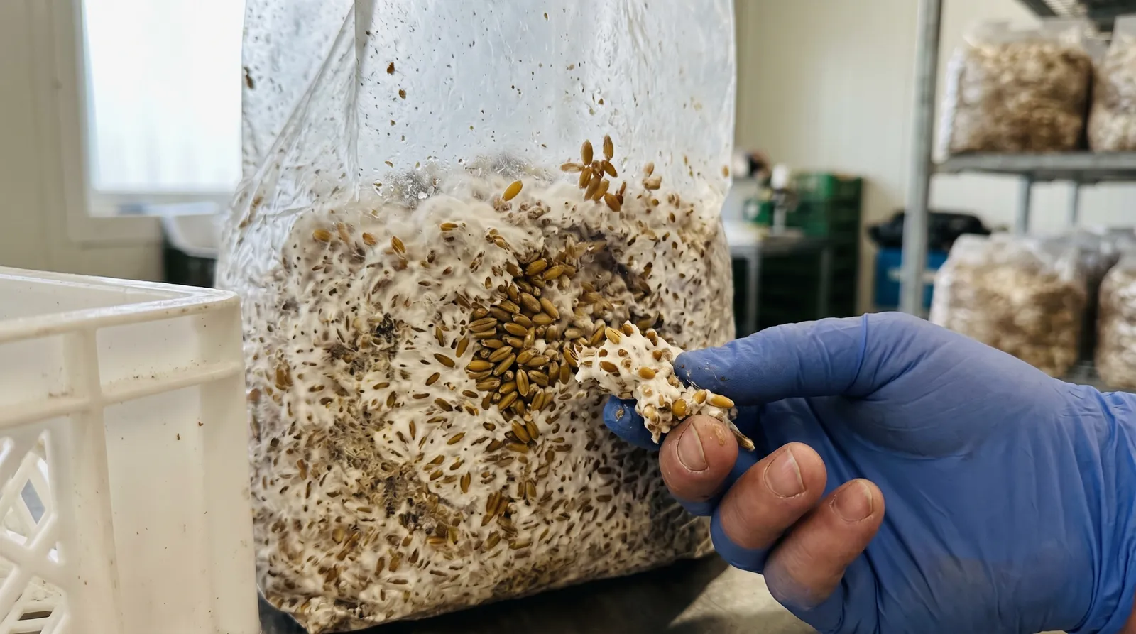AZARIUS · The Alpha-Glucan Problem and Source Material