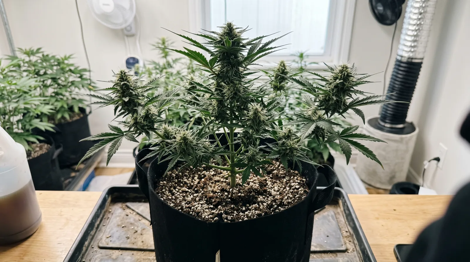 AZARIUS · Vad gäller för autoflowers — när flippar man dem?
